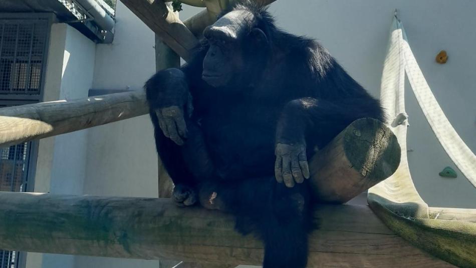 Zoo v Plzni řeší problém. Musí se vypořádat s konfliktem šimpanzů!