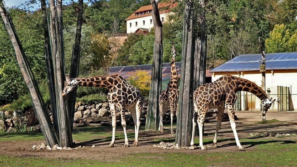 Plzeňská zoo získá nové pozemky, rozšíří se téměř o hektar!