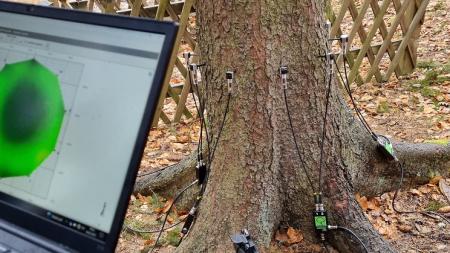 Nový přístroj poslouží k určení zdravotního stavu stromů