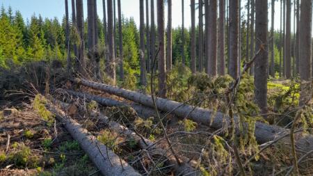 Boj proti kůrovci v českých lesích je úspěšný: Pomáhají i družice