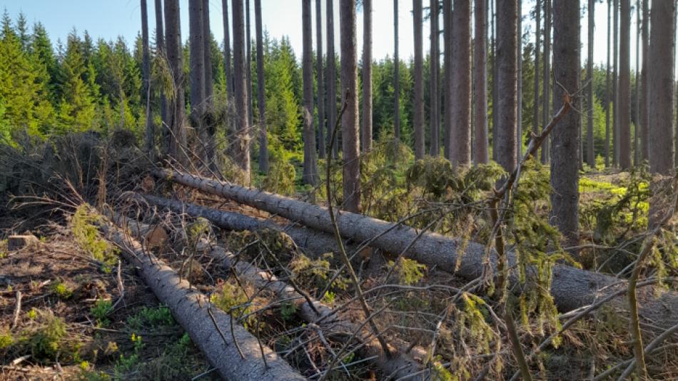 Boj proti kůrovci v českých lesích je úspěšný: Pomáhají i družice