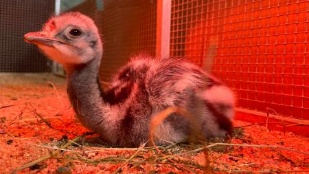 Plzeňská zoo se raduje: První mládě nandu Darwinova je na světě