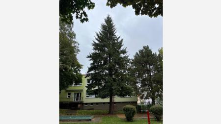 Z mateřské školy na náměstí: Douglaska rozzáří Karlovy Vary