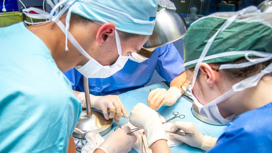 Operace trénují studenti medicíny na prasatech