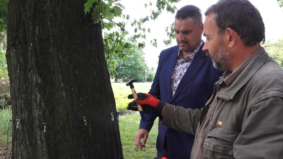 Vypadají zdravě, ale nejsou. Stromy mohou ohrozit občany