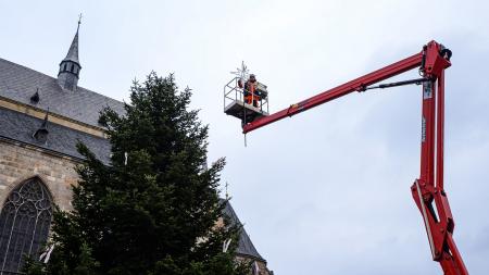 Plzeň hledá vánoční strom. Pomůže s jeho pokácením a odvozem