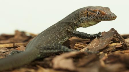 Plzeňská zoo hlásí přírůstek, podařil se jí odchov varana