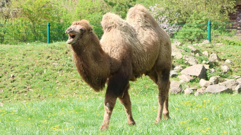 Plzeňská zoo má dva nové velbloudy