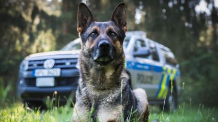 Policejní pes DAG vypátral ukrytého pachatele