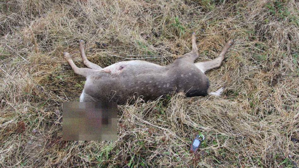 Na Plzeňsku řádil pytlák. Po zastřelení odřízl hlavu, zbytek nechal na místě