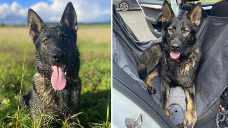 Aktualizováno: Pes, po kterém pátrali i policisté, už je zpátky u svých majitelů