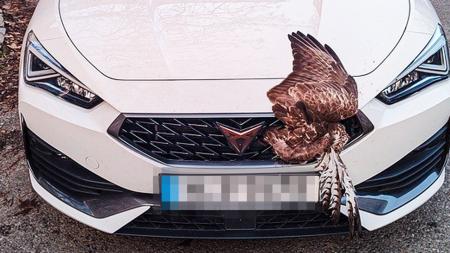 Kuriózní nehoda v Plzni. V masce auta zůstal zaklíněný velký dravec