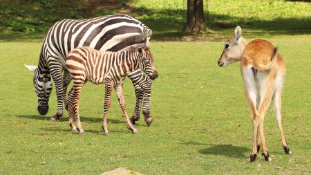 Plzeňská zoo ukázala první fotky ohroženého druhu zebry