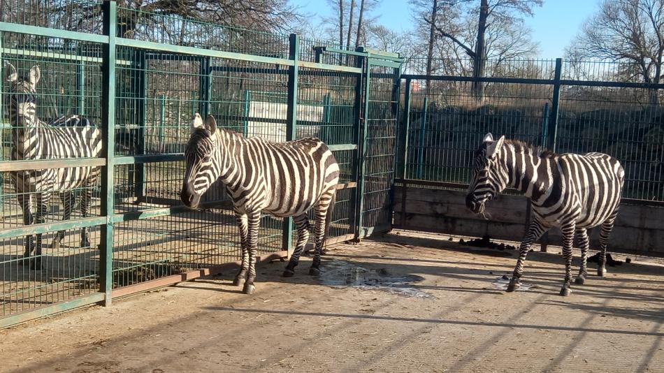 Plzeňská zoo má nové zebry