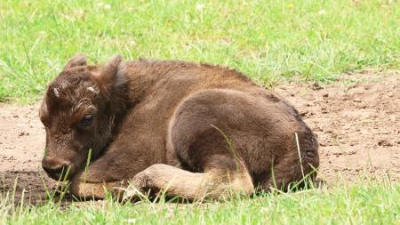 V plzeňské zoo se narodil zubr: Poprvé se podařilo odchovat druhou generaci přímo v Plzni