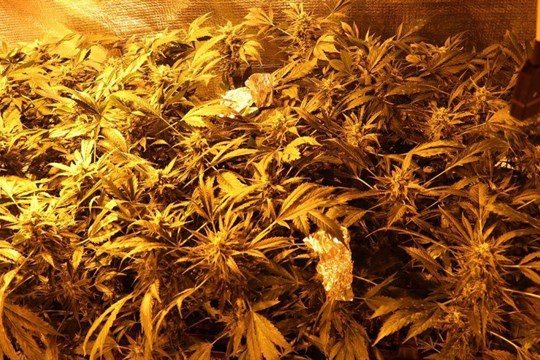 Kriminalisté odhalili velkou pěstírnu konopí. Dalšího muže pak chytli se zásobou drog v autě