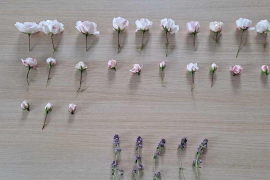 Místo do květinářství zamířila žena otrhat růže do parku