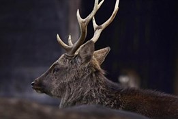 Policie pátrá po pytlákovi, který na Plzeňsku ulovil kvůli trofeji...