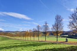 Pět alejí z Plzeňska soutěží o titul Alej roku 2024. Hlasujte pro...