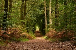 Plzeňský a Karlovarský kraj získá grant od Nadace ČEZ: Upraví...