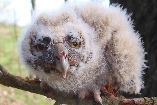 Záchranná stanice živočichů Plzeň měla minulý týden napilno!