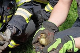 Kachňata uvízla v kanálu: Zachránili je hasiči