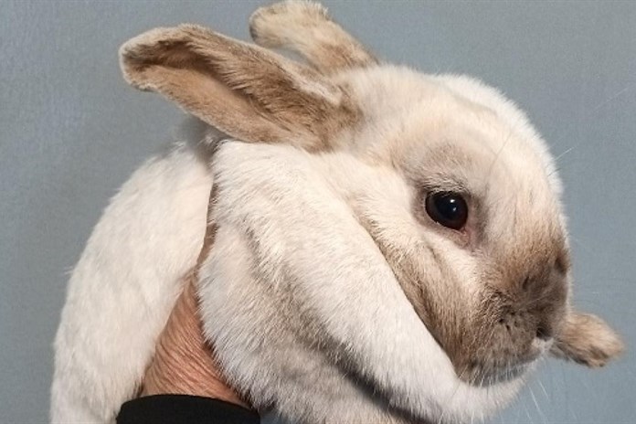 Noční výlet bílého králíka měl šťastný konec