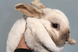 Noční výlet bílého králíka měl šťastný konec