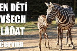 Máte rádi zvířata? Užijte si Dětský den v Zoo Plzeň!