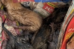 Otřesný případ v Holýšově. Koťata tam někdo odhodil do odpadu na sklo