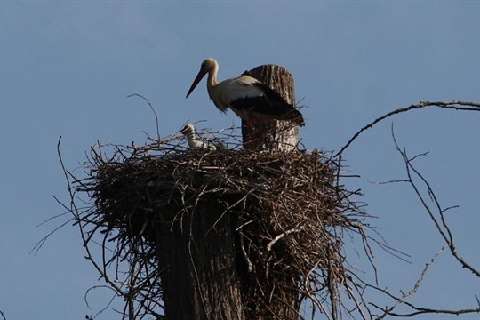 Čápata v Černošíně rostou, už vykukují z hnízda