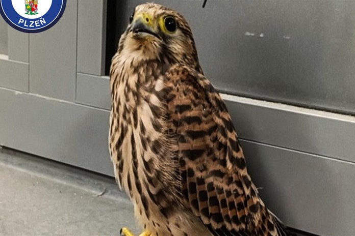 Zraněná poštolka hledala pomoc na správném místě