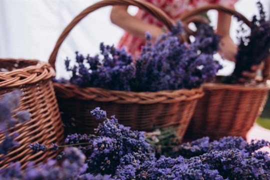 Máte rádi květiny? Levandulové slavnosti v Bezděkově u Klatov jsou pro vás to pravé