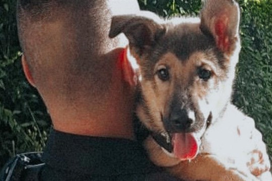 O štěně se majitel nechtěl starat, nechal ho ve sklepě