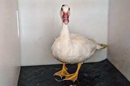 Strážníci si poradili s nezvanou návštěvnicí zahrady