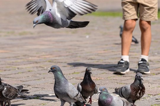 Holuby nekrmte, škodíte jim, vyzývá plzeňská radnice