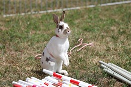 Králičí Hop dorazil na Slovany. Nové hřiště nabídne mazlíčkům...