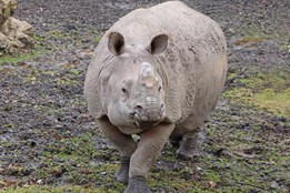 Plzeňská zoo čeká nosorožce. Bude to už třetí mládě od samice Manjuly