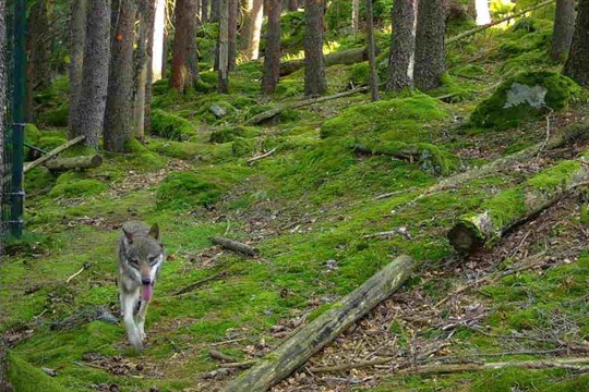 Vlci v Srní pod dohledem: Jedna samice unikla, centrum zůstává uzavřené