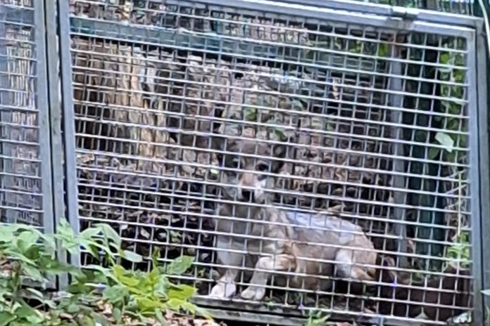 Vlčice z Návštěvnického centra Srní byla úspěšně odchycena