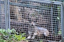 Vlčice z Návštěvnického centra Srní byla úspěšně odchycena