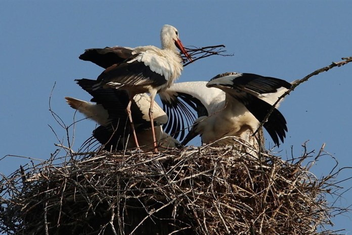 Vzácný úkaz na Tachovsku: Čápi si postavili nové hnízdo u skládky