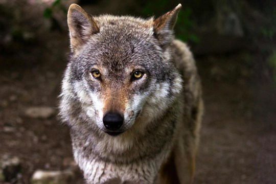 Ve výběhu v Srní stále chybí dva vlci. Jeden se vrací k návštěvnickému centru