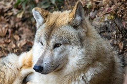 Na Šumavě odchytili další vlčici, její původ ukáže test DNA