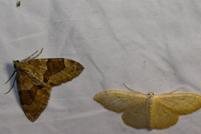 Přijďte si ve středu prohlédnout noční motýly na Sofronku