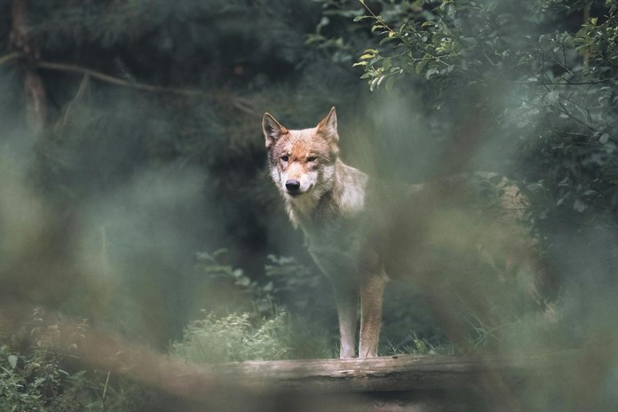 Genetické testy potvrdily: uhynulá vlčice ze Šumavy pocházela z výběhu v Srní