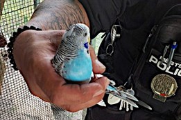 Opeřený dobrodruh putoval od stolu rovnou do útulku