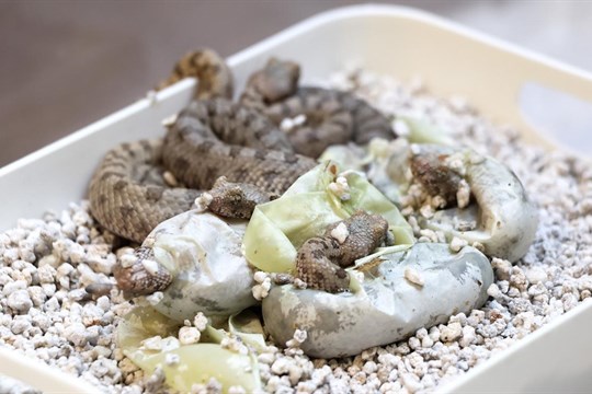 Plzeňské ZOO se podařil unikátní odchov!