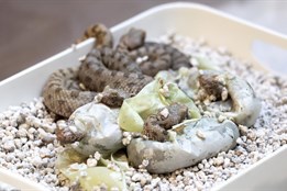 Plzeňské ZOO se podařil unikátní odchov!