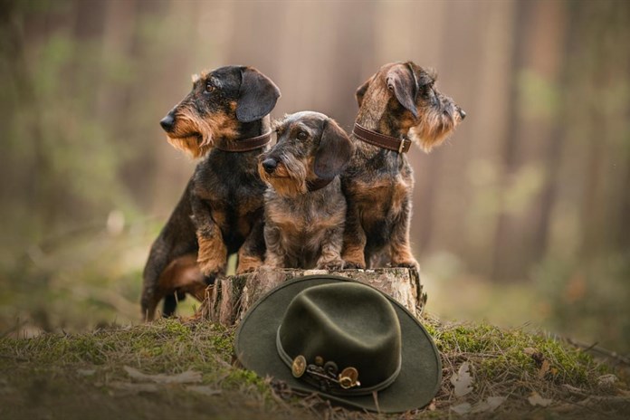 Kašperské Hory přivítají nejlepší evropské lovecké psy!